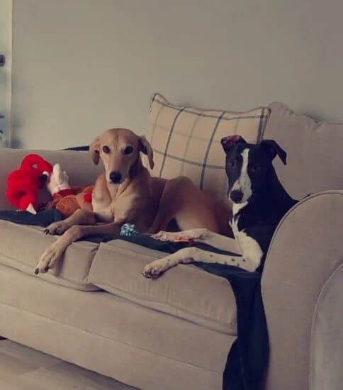 Glen and Gus, male 7yo mixed breed for adoption at Jerry Green Dog Rescue, Lincoln