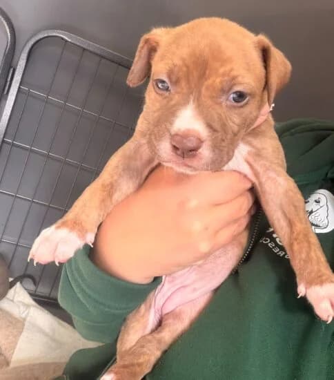 Guinea, female puppy Mixed Breed for adoption at Jerry Green Dog Rescue, Lincoln