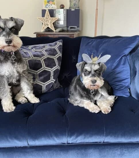 Hi, I'm Holly (and Willow), female 4yo Mixed Breed for adoption at Jerry Green Dog Rescue, Lincoln