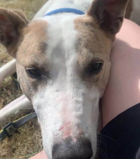 Jonah, male senior Mixed Breed for adoption at Jerry Green Dog Rescue, Lincoln