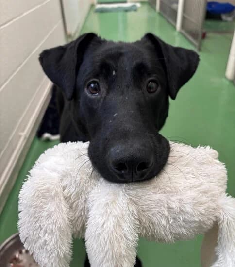 Jude, male puppy Mixed Breed for adoption at Jerry Green Dog Rescue, Lincoln