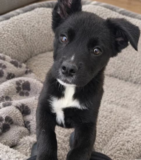 Kopparberg, female puppy Mixed Breed for adoption at Jerry Green Dog Rescue, Lincoln