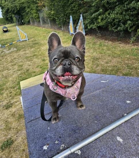 Lulu, female 5yo Mixed Breed for adoption at Jerry Green Dog Rescue, Lincoln