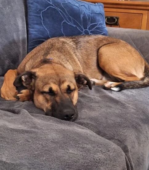 Marnie, female puppy Mixed Breed for adoption at Jerry Green Dog Rescue, Lincoln