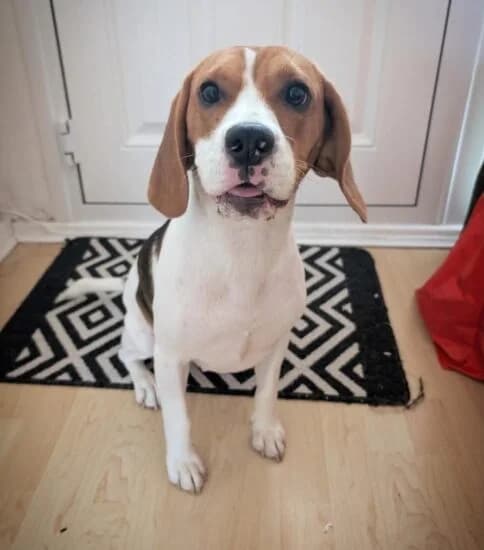 Millie, female young Mixed Breed for adoption at Jerry Green Dog Rescue, Lincoln