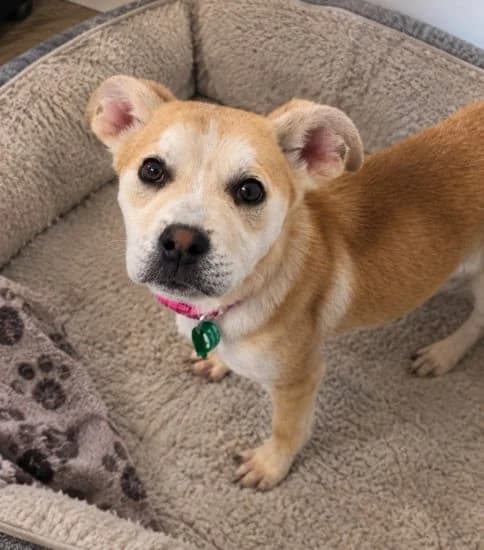 Mout, female puppy Mixed Breed for adoption at Jerry Green Dog Rescue, Lincoln