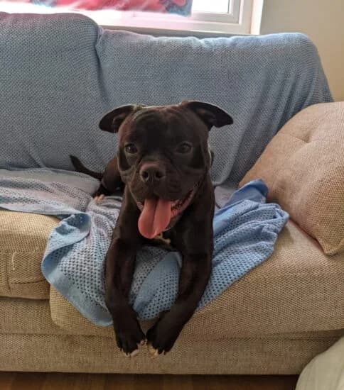 Mr Bean, male young mixed breed for adoption at Jerry Green Dog Rescue, Lincoln