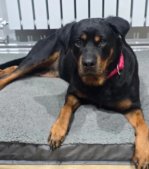 Nala, female 3yo Mixed Breed for adoption at Jerry Green Dog Rescue, Lincoln