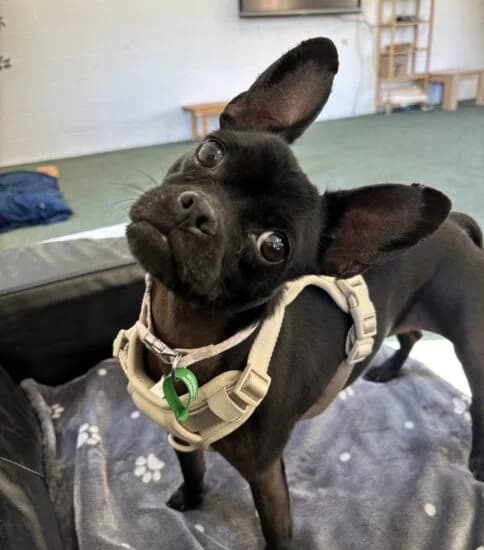 Nieve, female 6yo Mixed Breed for adoption at Jerry Green Dog Rescue, Lincoln