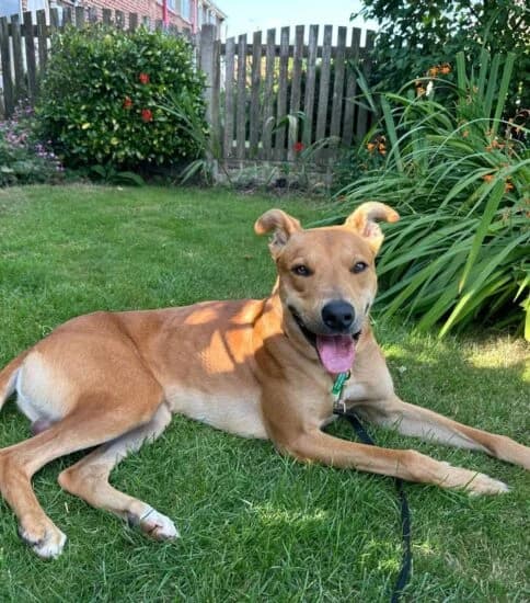 Paddy, male 5yo Mixed Breed for adoption at Jerry Green Dog Rescue, Lincoln