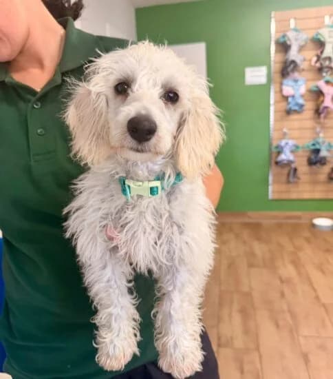 Pete, male puppy Mixed Breed for adoption at Jerry Green Dog Rescue, Lincoln
