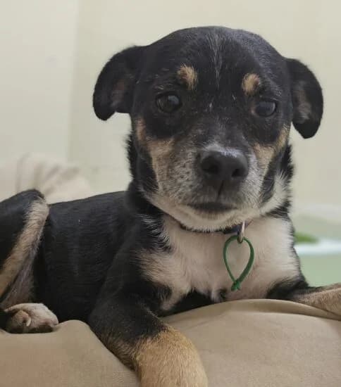 Primrose, female 4yo Mixed Breed for adoption at Jerry Green Dog Rescue, Lincoln