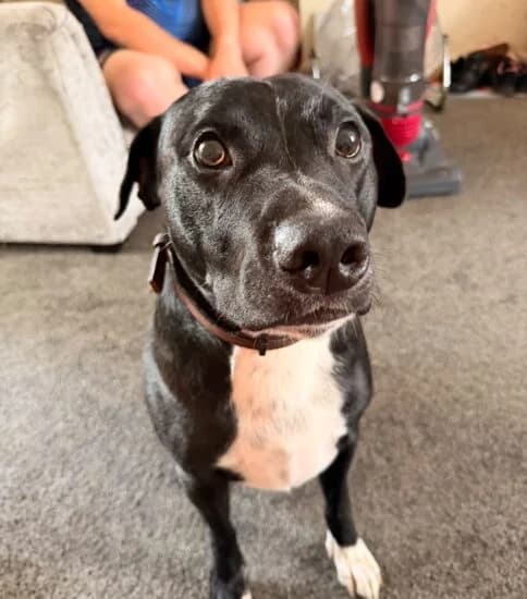 Roo, male 3yo Mixed Breed for adoption at Jerry Green Dog Rescue, Lincoln