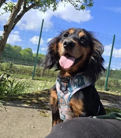 Rosie, female 5yo Mixed Breed for adoption at Jerry Green Dog Rescue, Lincoln