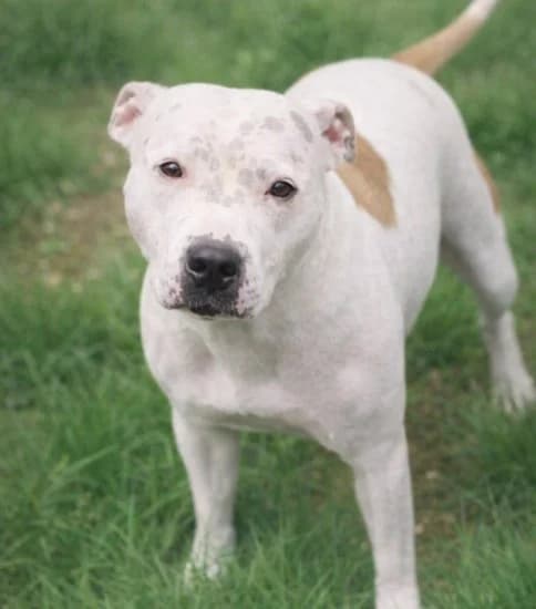 Rubie, female 3yo Mixed Breed for adoption at Jerry Green Dog Rescue, Lincoln