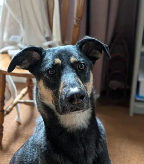 Skye, female 4yo Mixed Breed for adoption at Jerry Green Dog Rescue, Lincoln