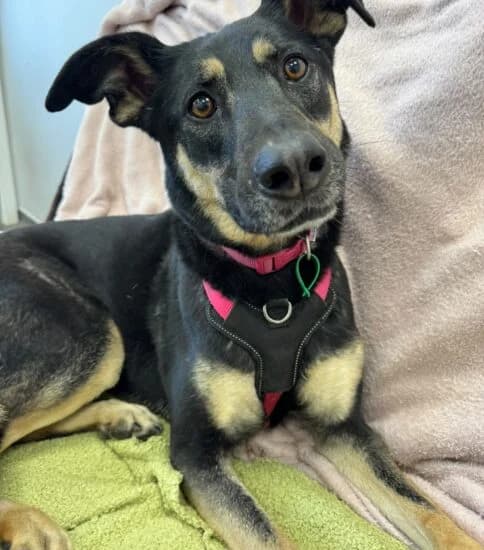 Skye, female 4yo Mixed Breed for adoption at Jerry Green Dog Rescue, Lincoln
