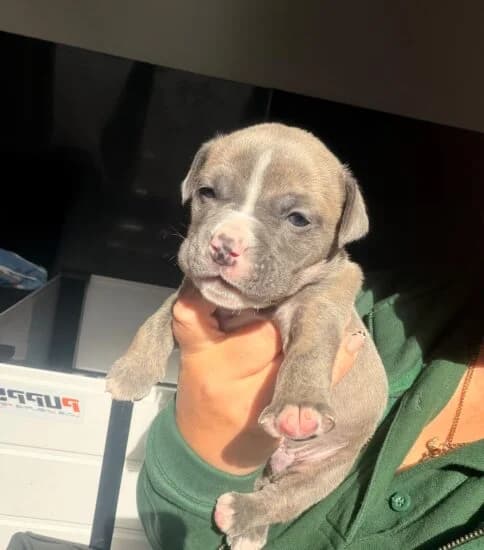 Strawberry, male puppy Mixed Breed for adoption at Jerry Green Dog Rescue, Lincoln