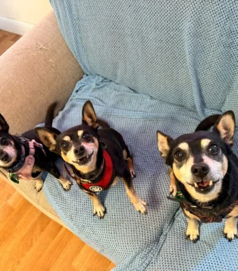 Teddy, Billy & Tia, male senior Mixed Breed for adoption at Jerry Green Dog Rescue, Lincoln
