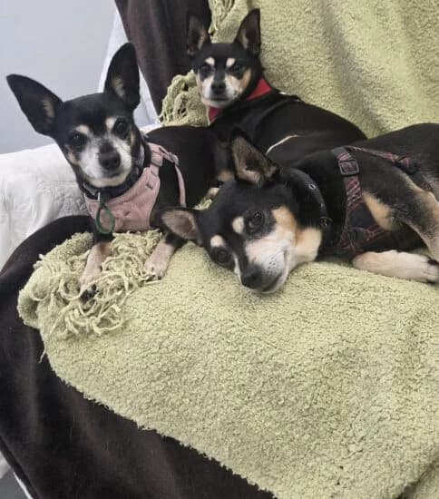 Teddy, Billy & Tia, male senior Mixed Breed for adoption at Jerry Green Dog Rescue, Lincoln