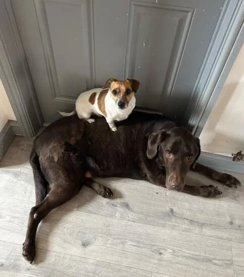 Toby & Derek, male 6yo Mixed Breed for adoption at Jerry Green Dog Rescue, Lincoln