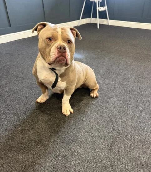 Turner, male 4yo Mixed Breed for adoption at Jerry Green Dog Rescue, Lincoln