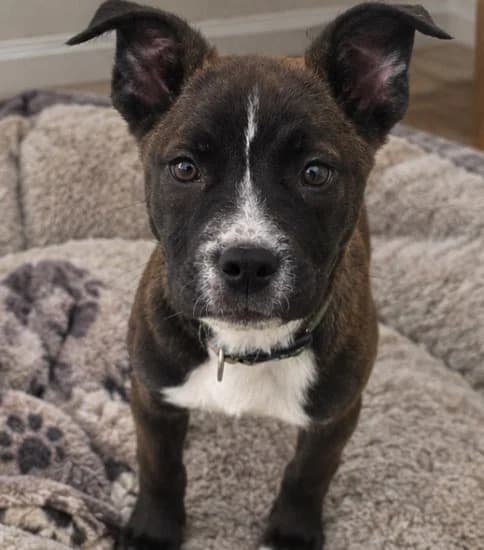 Weston, male puppy Mixed Breed for adoption at Jerry Green Dog Rescue, Lincoln