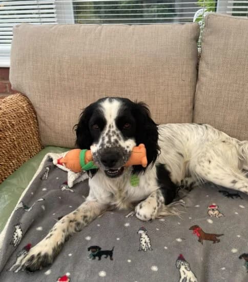 Wilf, male 5yo mixed breed for adoption at Jerry Green Dog Rescue, Lincoln