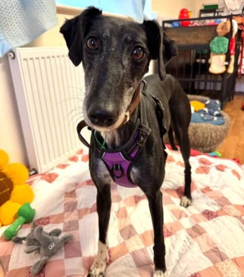 Willa, female 4yo Mixed Breed for adoption at Jerry Green Dog Rescue, Lincoln