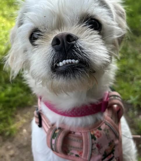 Willow, female young Mixed Breed for adoption at Jerry Green Dog Rescue, Lincoln