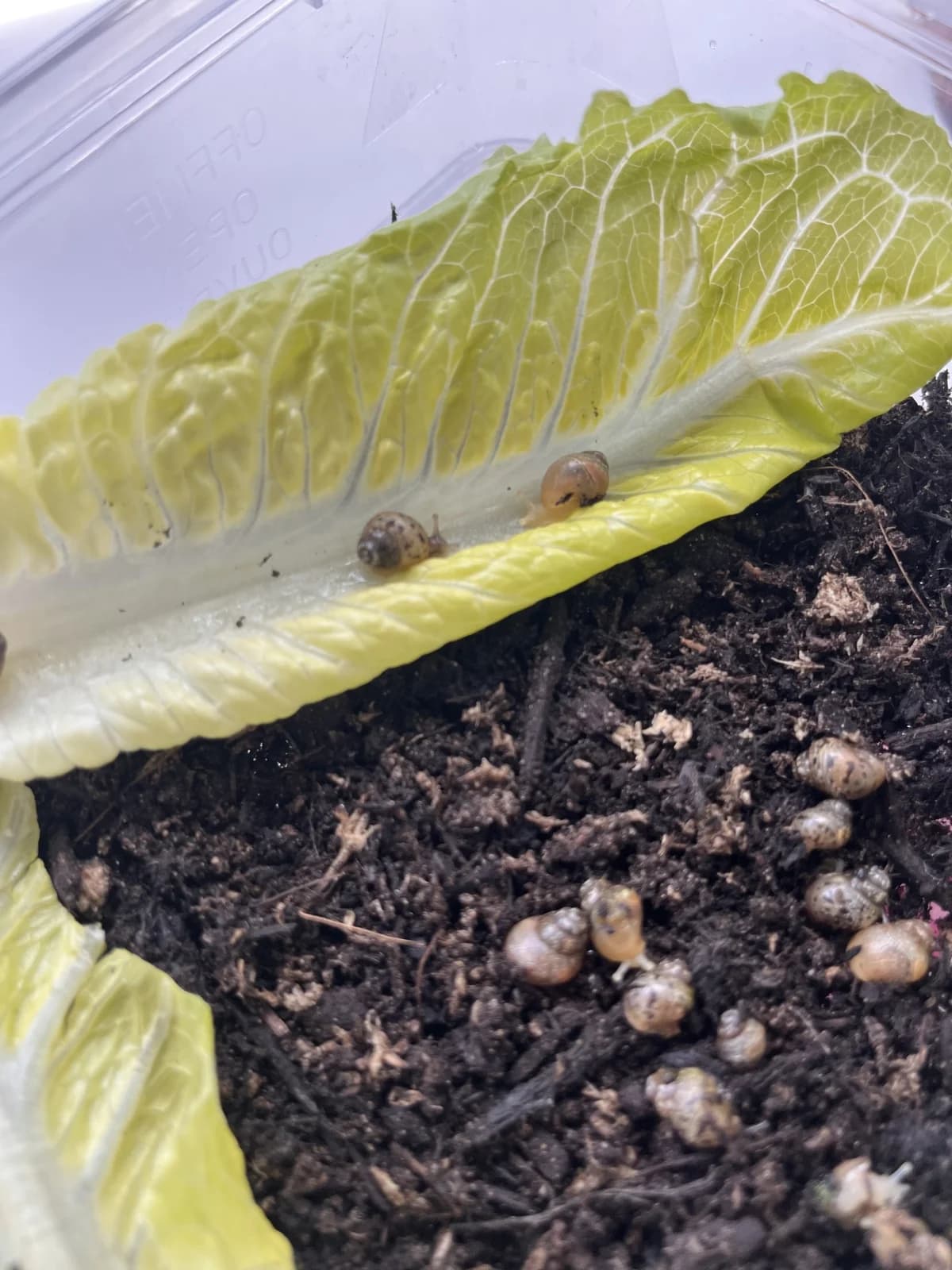 African Land snails, puppy mixed breed for adoption at JSPCA — Jersey SPCA