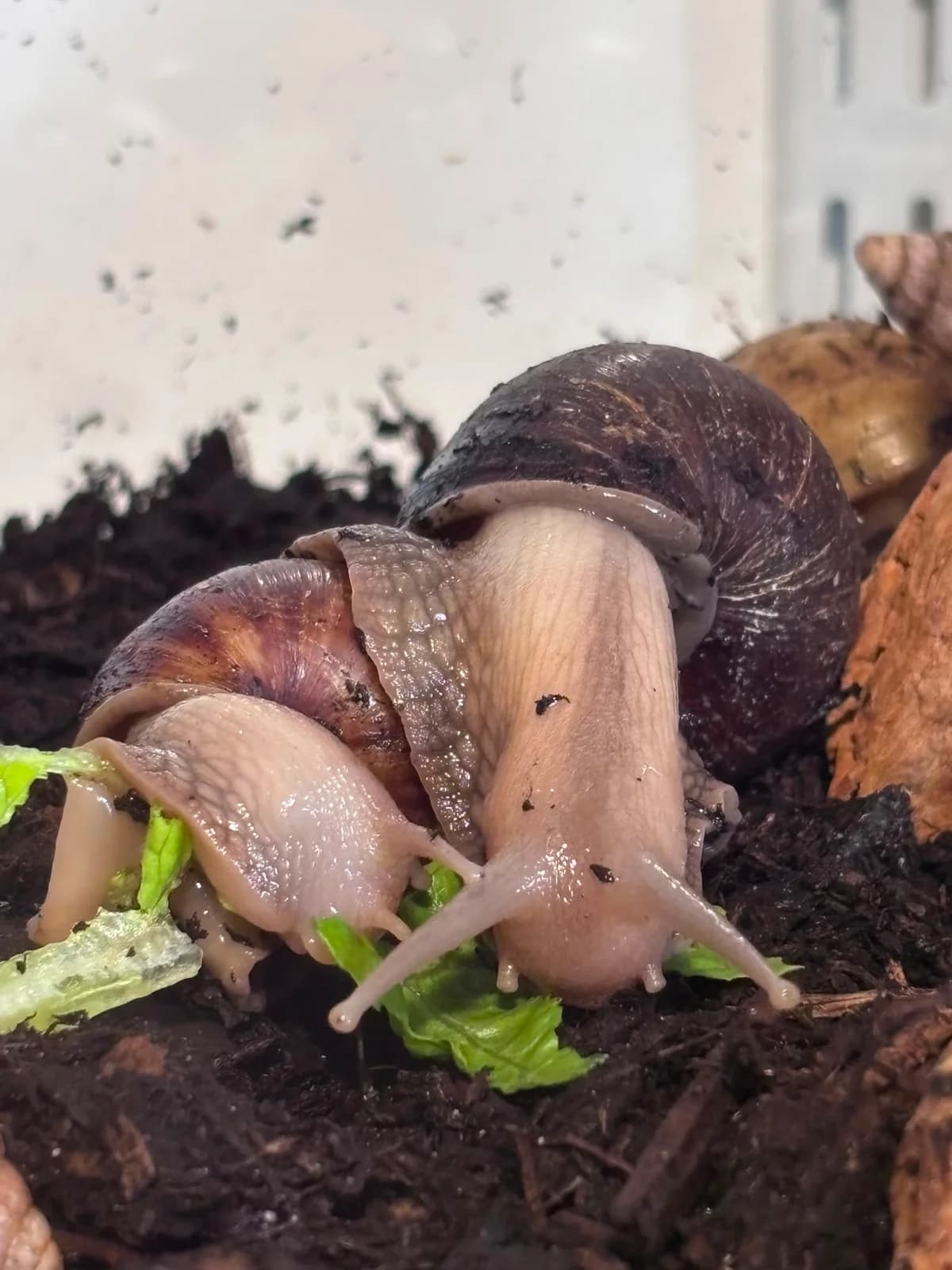 African Land snails, puppy mixed breed for adoption at JSPCA — Jersey SPCA