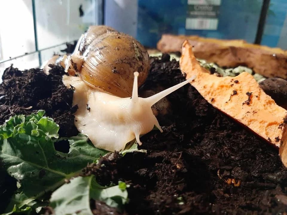 African Land snails, puppy mixed breed for adoption at JSPCA — Jersey SPCA