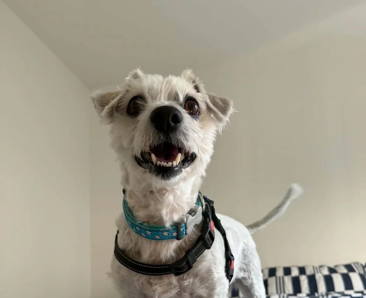 Alfie, male senior Maltese for adoption at JSPCA — Jersey SPCA
