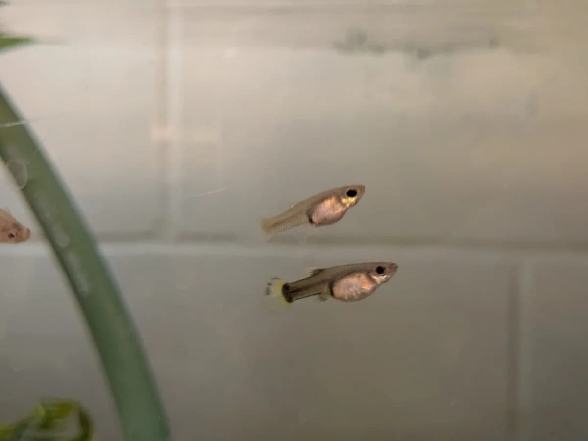 Baby Guppies, puppy Guppy for adoption at JSPCA — Jersey SPCA