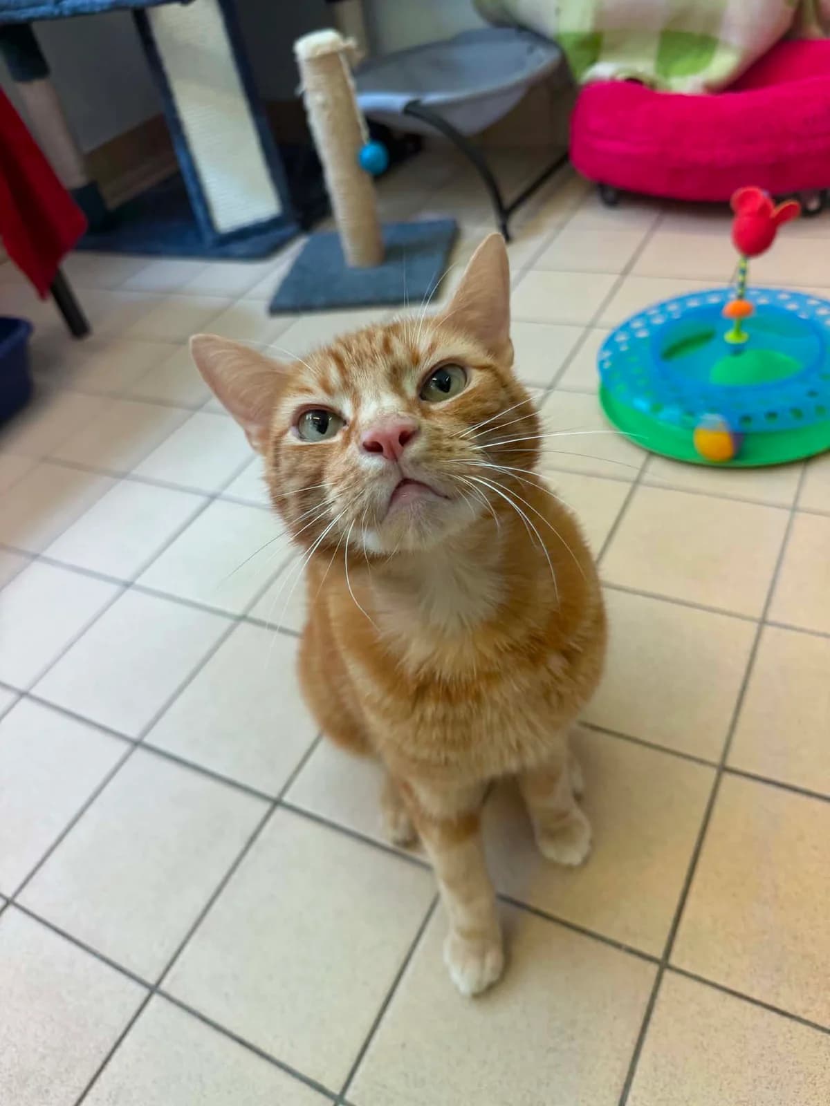 Bo, male 4yo Mixed Breed Cat for adoption at JSPCA — Jersey SPCA