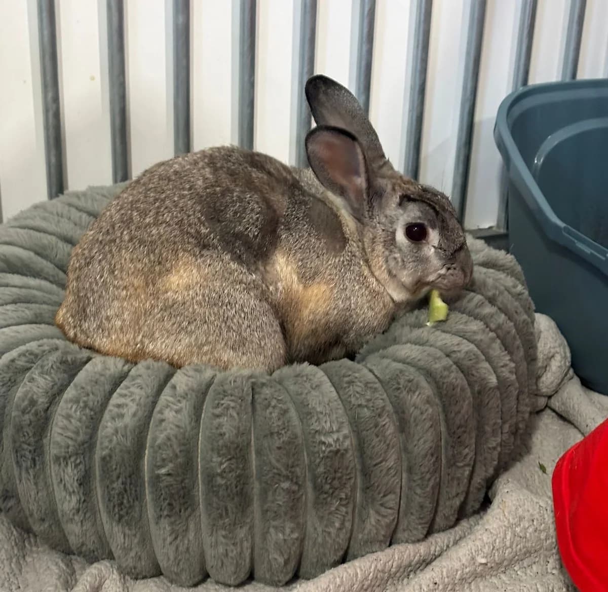 Charlie, male young Chinchilla for adoption at JSPCA — Jersey SPCA