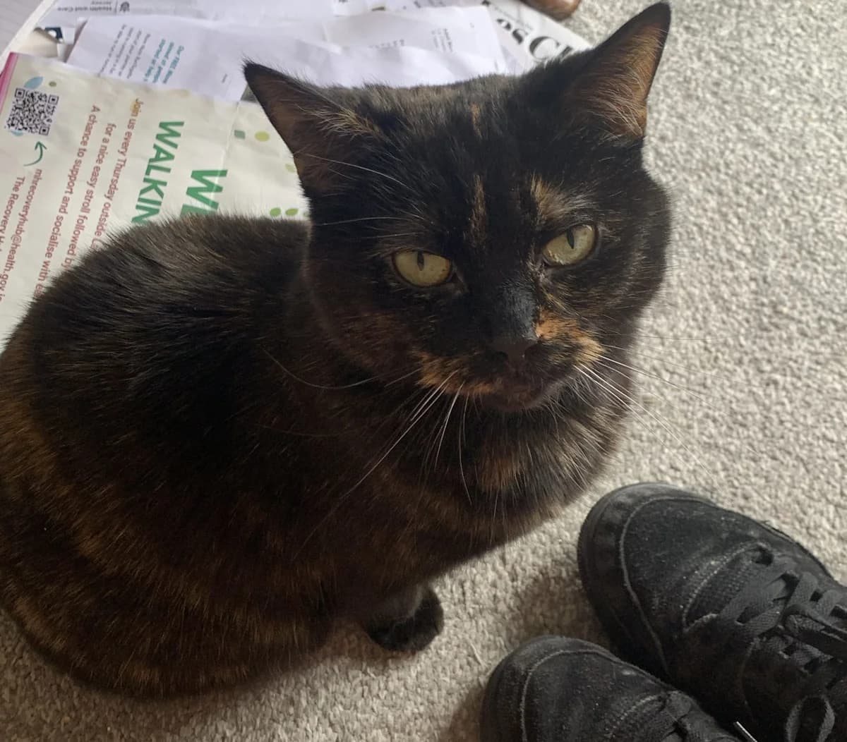 Ciabatta, female 5yo Mixed Breed Cat for adoption at JSPCA — Jersey SPCA