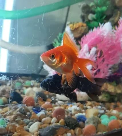 Cold Water Fish, Mixed Breed for adoption at JSPCA — Jersey SPCA