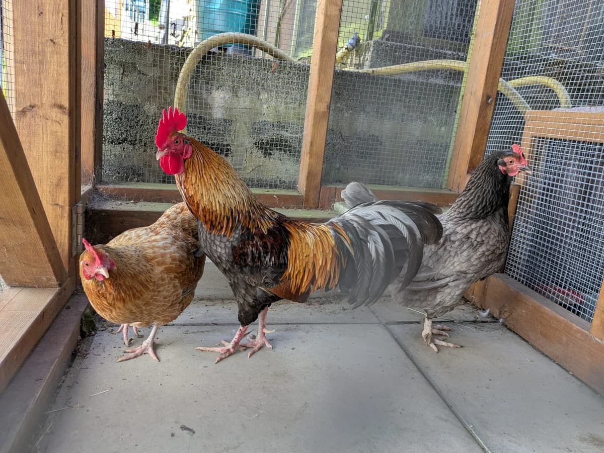 Phoenix, Bertha & Precious, female mixed breed for adoption at JSPCA — Jersey SPCA