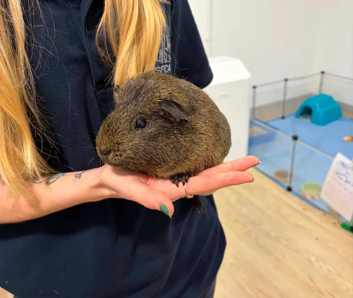 Fluffy, male 6yo Guinea Pig for adoption at JSPCA — Jersey SPCA