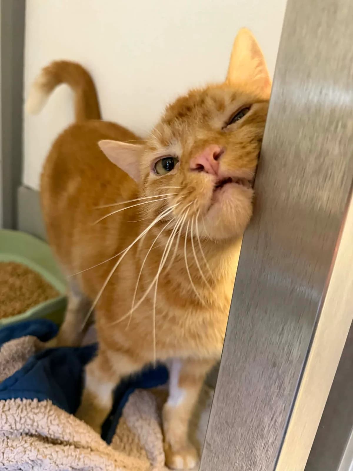Ginger, male 4yo Mixed Breed Cat for adoption at JSPCA — Jersey SPCA