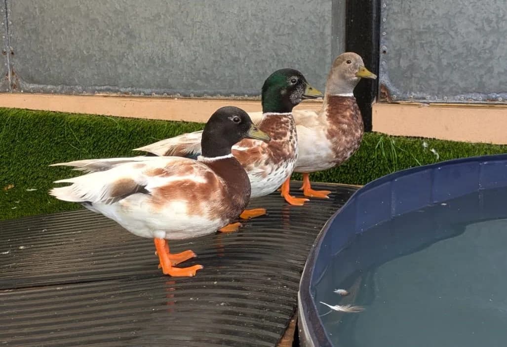 Howard, Hugh Quackman and Duck Van Dyke, male mixed breed for adoption at JSPCA — Jersey SPCA
