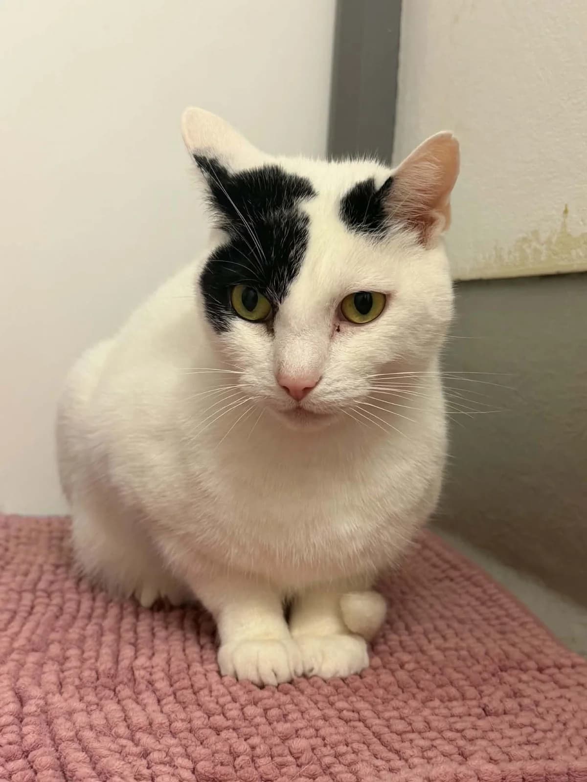Jack, male senior Mixed Breed Cat for adoption at JSPCA — Jersey SPCA