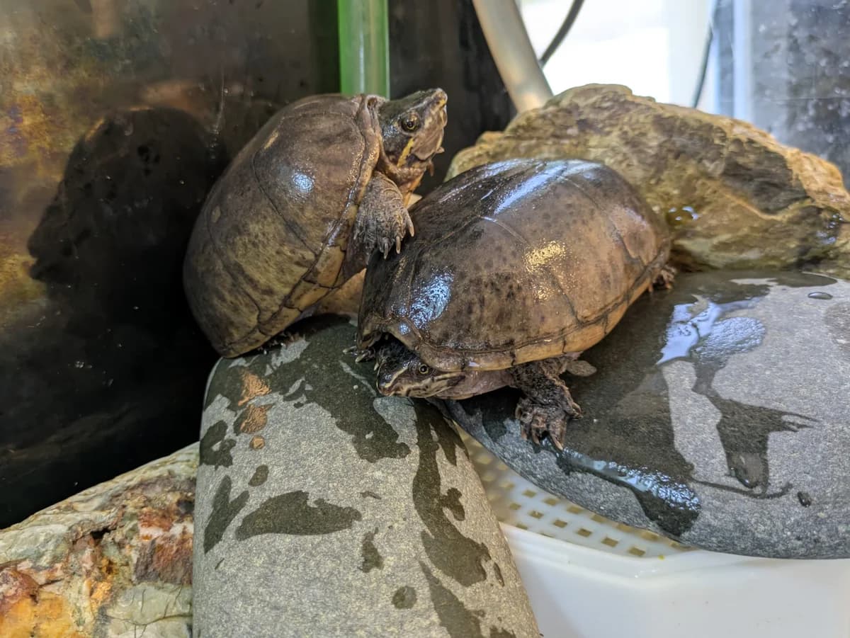 Jackie & Wilson, male senior mixed breed for adoption at JSPCA — Jersey SPCA