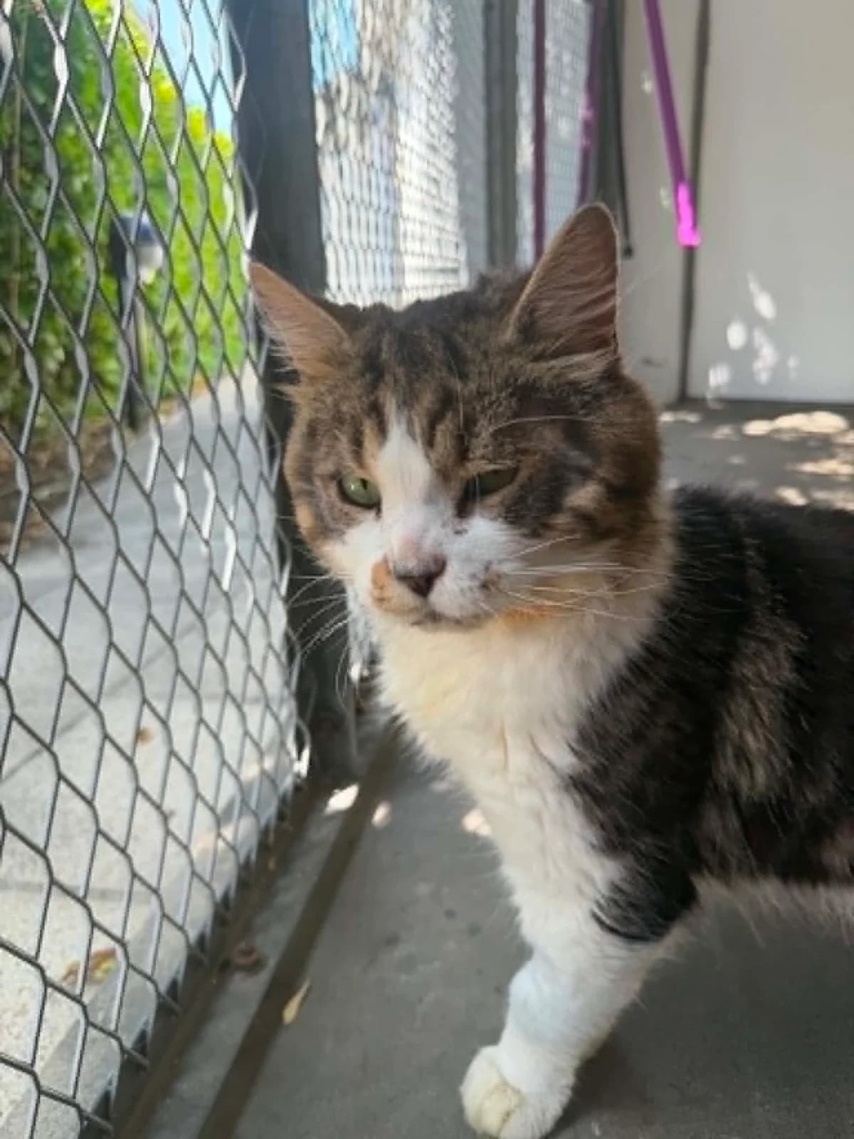 Jarvis, male mixed breed for adoption at JSPCA — Jersey SPCA