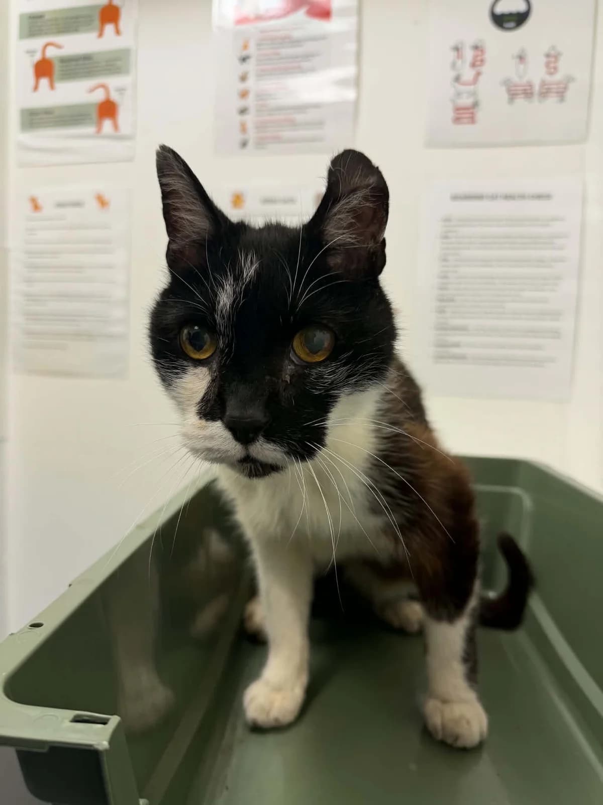 Kaspa, male senior Mixed Breed Cat for adoption at JSPCA — Jersey SPCA