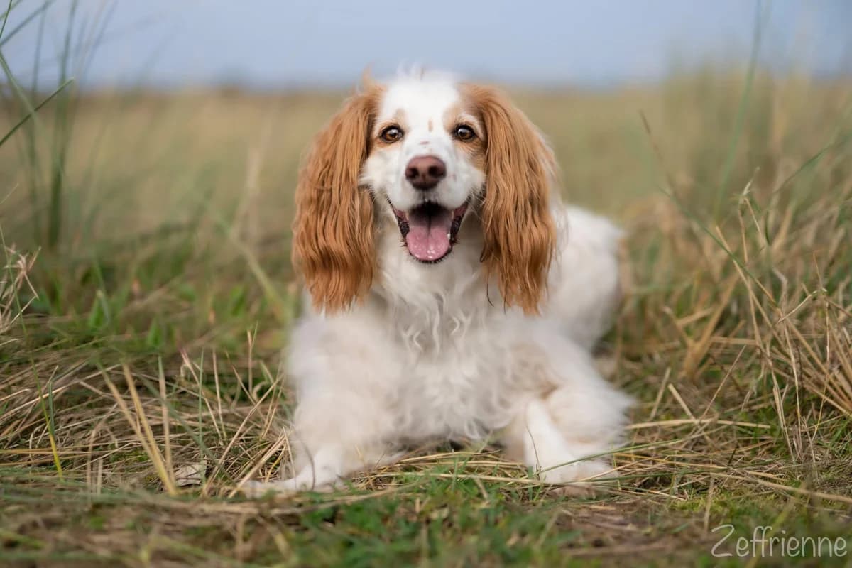 Lola, female 5yo Cavapoo for adoption at JSPCA — Jersey SPCA