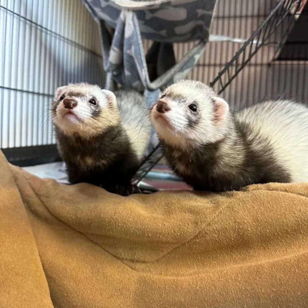 Lola and Bristle, female young mixed breed for adoption at JSPCA — Jersey SPCA