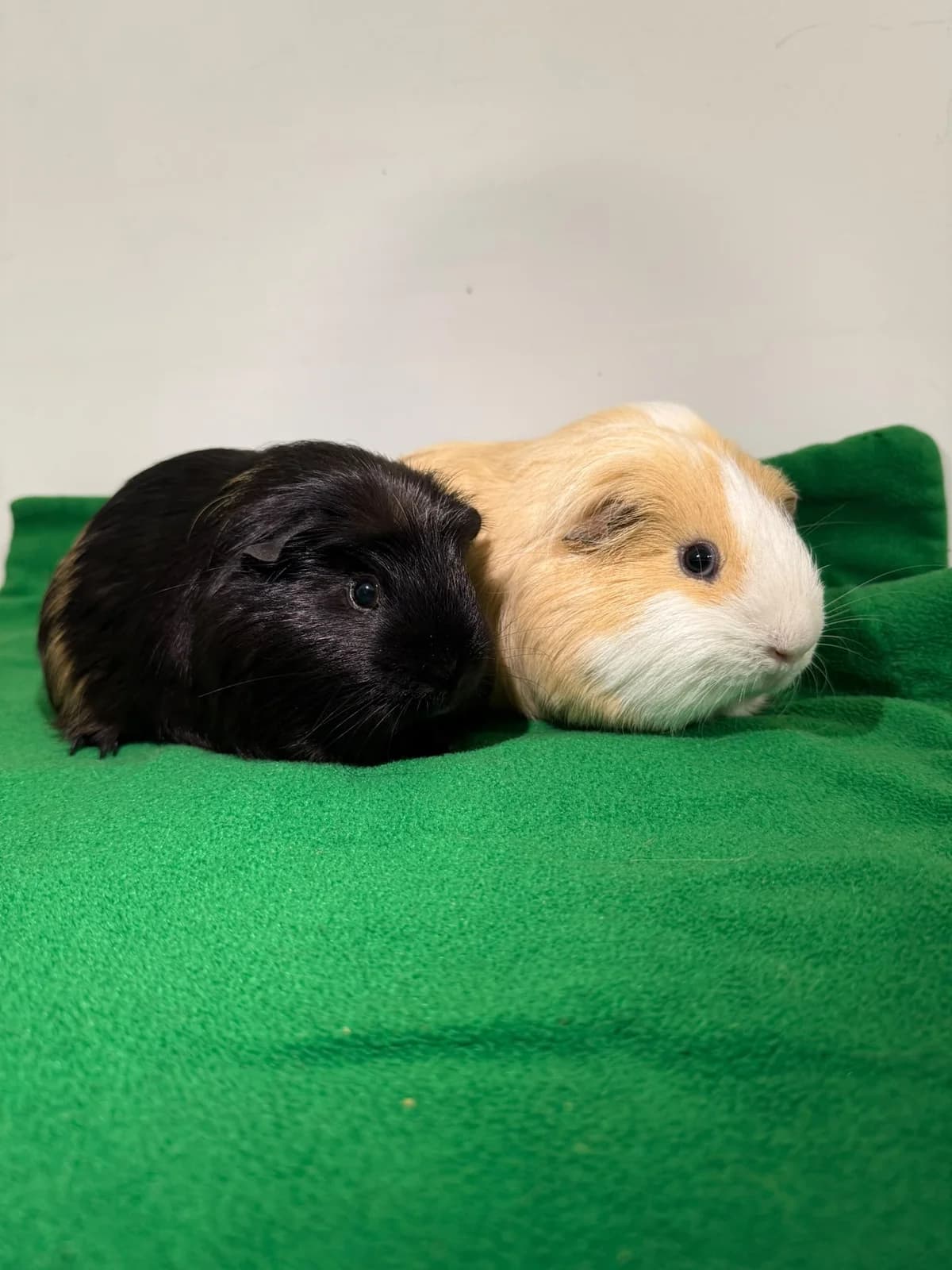 Mr. Guinea Pig & Timothy, male mixed breed for adoption at JSPCA β Jersey SPCA